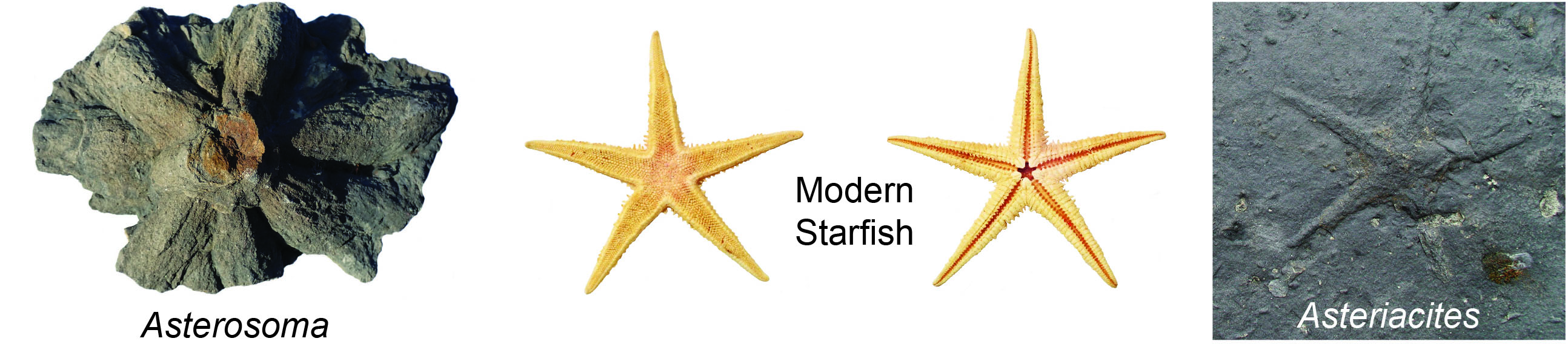 Asterosoma is not the trace of a starfish or related asterozoan. Traces of starfish and their cousins are called Asteriacites. This example of Asteriacites is from the Fentress Formation in northern Tennessee. It is 12 cm in diameter.